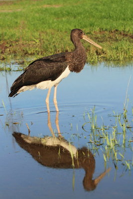 Black stork Ciconia nigra črna �torklja_MG_5026-11.jpg