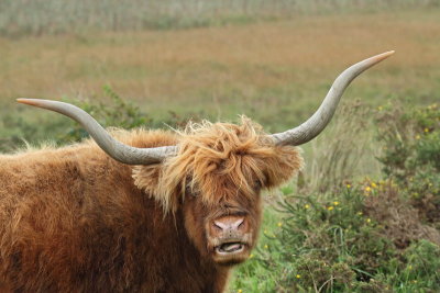 Highland cattle kyloe �kotsko govedo_MG_4756-11.jpg