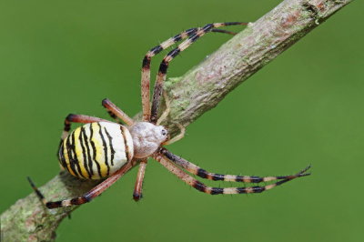 Wasp spider Argiope bruennichi osati pajek_MG_4109-111.jpg