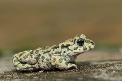 Green toad Pseudepidalea (Bufo) viridis zelena krastača_MG_5327-111.jpg