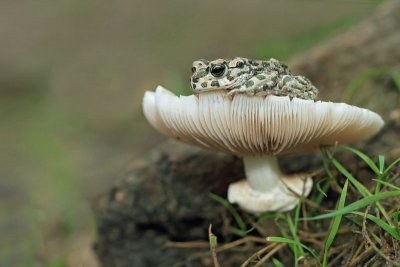 Mushroom and toad goba in krastača_MG_5424-11.jpg