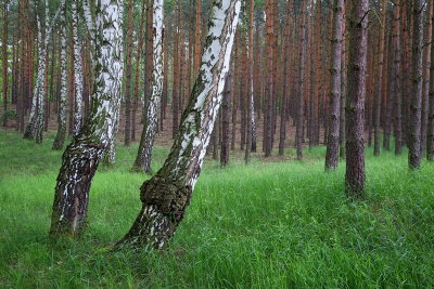 Pine forest borov gozd_MG_9392-11.jpg