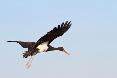 Black stork Ciconia nigra črna �torklja_MG_5158-11.jpg