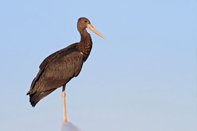 Black stork Ciconia nigra črna �torklja_MG_5141-11.jpg