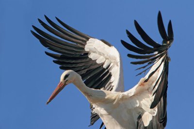 white_stork_ciconia_ciconia