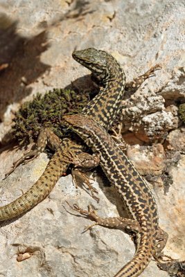 Common wall lizard Podarcis muralis pozidna kuščarica_MG_6305-11.jpg