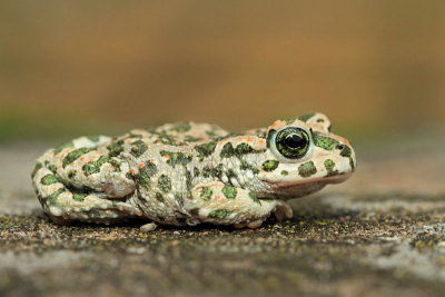 Green toad Pseudepidalea (Bufo) viridis zelena krastača_MG_5329-11.jpg