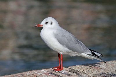 Black-headed gull Chroicocephalus ridibundus rečni galeb_MG_6251-11.jpg