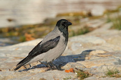 Hooded crow Corvus cornix siva vrana_MG_6214-11.jpg