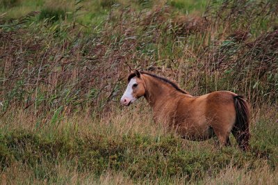 Welsh pony _MG_4748-111.jpg