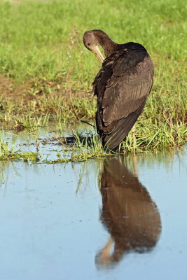 Black stork Ciconia nigra črna �torklja_MG_5050-11.jpg