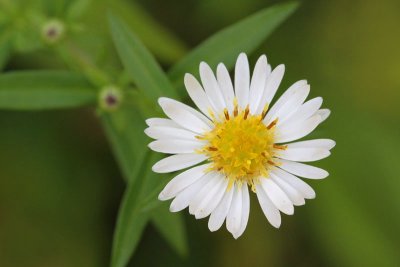 Eastern daisy fleabane Erigeron annuus enoletna suholetnica_MG_5638-11.jpg