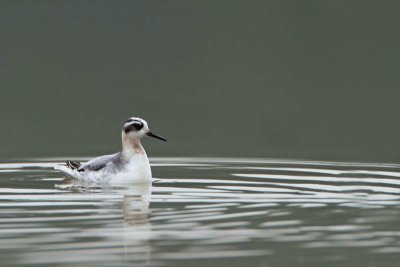 Red phalarope Phalaropus fulicarius ploskokljuni liskono�ec_MG_6544-11.jpg