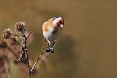 Goldfinch Carduelis carduelis lišček_IMG_1853-11.jpg