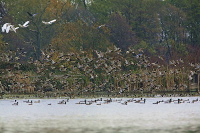 Flock jata_MG_2438-111.jpg