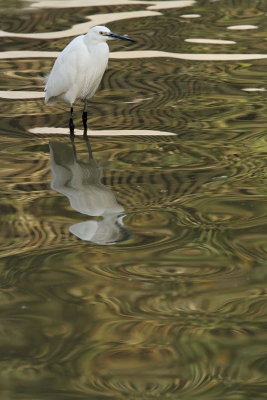 Little egret  Egretta garzetta mala bela čaplja_MG_7194-11.jpg