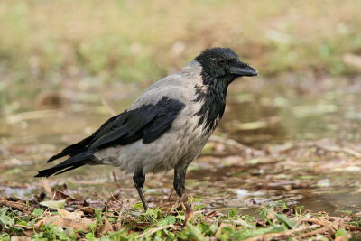 Hooded crow Corvus cornix siva vrana_MG_8412-11.jpg