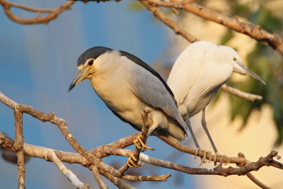 Black-crowned night heron Nycticorax nycticorax kvakač_MG_7254-11.jpg