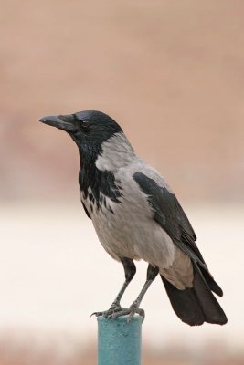 Hooded crow Corvus cornix siva vrana_MG_8070-11.jpg