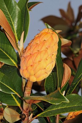 Southern magnolia Magnolia grandiflora velecvetna magnolija_MG_6346-11.jpg