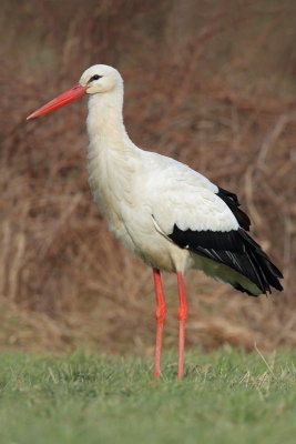 White stork Ciconia ciconia bela torklja_MG_8807-11.jpg
