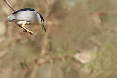 Black-crowned night heron Nycticorax nycticorax kvakač_MG_7554-11.jpg