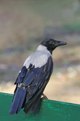 Hooded crow Corvus cornix siva vrana_MG_7175-11.jpg