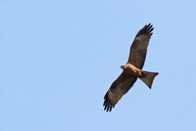 Black kite Milvus migrans črni �karnik_MG_7465-11.jpg