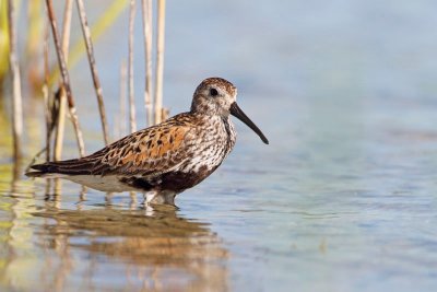 Dunlin Calidris alpina spremenljivi prodnik_MG_3988-11.jpg