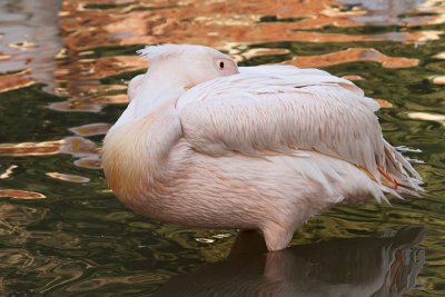 Great white pelican Pelecanus onocrotalus ro�nati pelikan_MG_7182-11.jpg