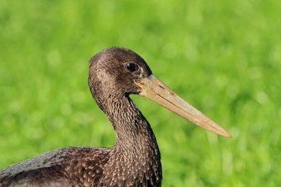 Black stork Ciconia nigra črna �torklja_MG_5246-11.jpg