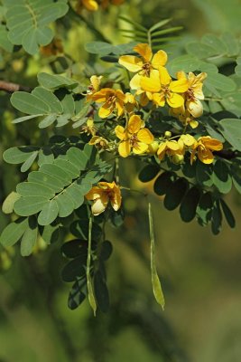  Golden senna Senna surattensis_MG_7913-11.jpg