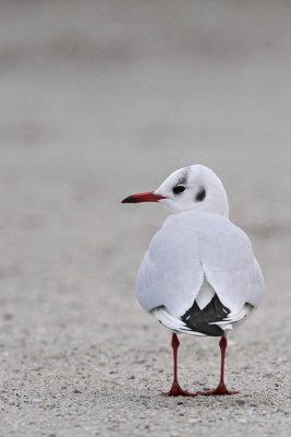  Black-headed gull Chroicocephalus ridibundus rečni galeb_MG_8934-11.jpg