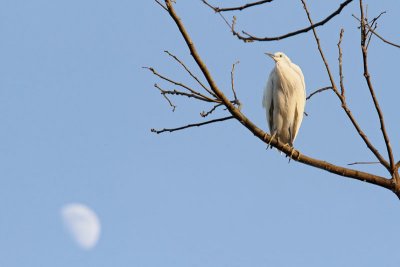 little_egret_egretta_garzetta