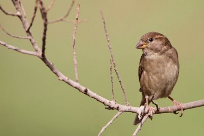 House sparrow Passer domesticus domači vrabec_MG_8066-111.jpg