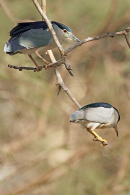 Black-crowned night heron Nycticorax nycticorax kvakač_MG_7560-11.jpg