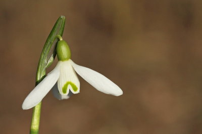 Common snowdrop Galanthus nivalis mali zvonček_MG_9190-11.jpg
