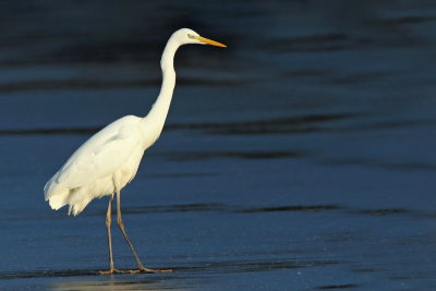 Great white egret Egretta alba velika bela čaplja_MG_9451-11.jpg