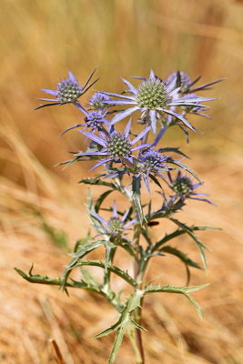 Amethyst sea holly Eryngium amethystinum ametistasta moina _MG_4037-11.jpg