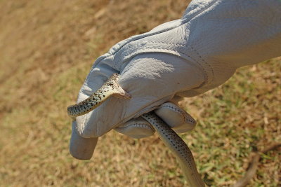 Snake bite kačji ugriz_MG_0104-111.jpg