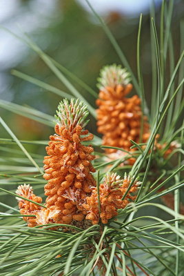  European black pine Pinus nigra črni bor_MG_0413-11.jpg