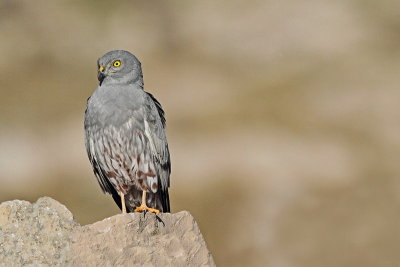 Montagu's harrier Circus pygargus močvirski lunj_MG_99011-11.jpg