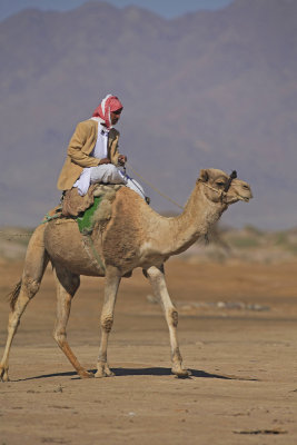 Bedouin on the camel_MG_4601-1.jpg