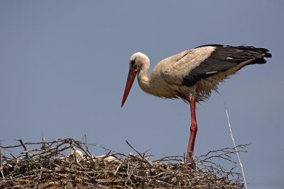 White stork Ciconia ciconia bela torklja_MG_1691-1.jpg