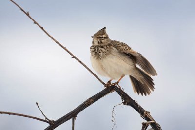 Crested lark Galerida cristata opasti krjanec_MG_9777-1.jpg