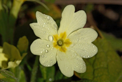 Primrose Primula vulgaris trobentica_MG_9045-1.jpg