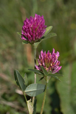 Red clover Trifolium pratense rna detelja_MG_2730-1.jpg