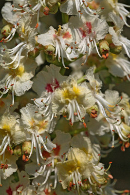 Common horse-chestnut Aesculus hippocastanum divji kostanj_MG_2812-1.jpg