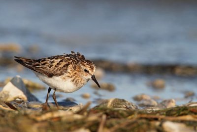 Little stint Calidris minuta mali prodnik_MG_2493-11.jpg