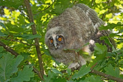 Young Long-eared owl mladi male uharice_MG_5232-111.jpg